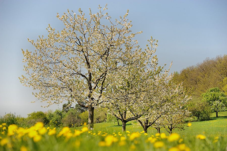 Obstbaumwiese im Frühling